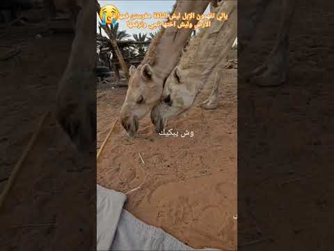 يالي تفهمون الإبل ليش الناقة مغرستن فمها في الأرض وليش اختها تجي وترفعها