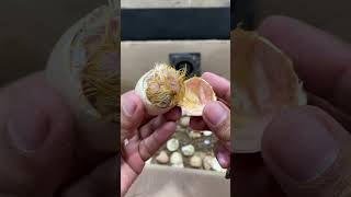 Help to hatch Poor helpless baby chicken #shorts