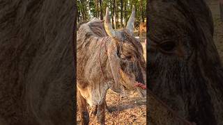 แม่ลายเสือเปิด 17500 ราคาเบาๆวัวโครงมาแรง #ตลาดนัดวัวบ้านสมสนุก #ราคาวัววันนี้15มีนา69