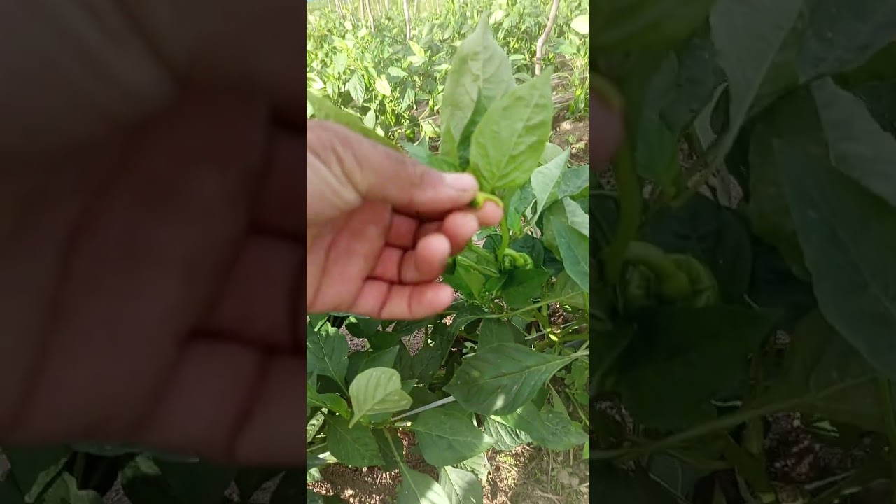 Pimentão tiberios concluindo a primeira florada 