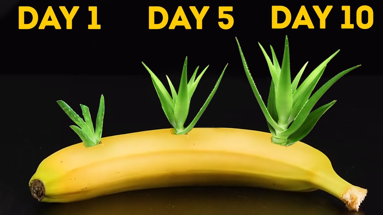 25 TRICKS, UM EIGENE PFLANZEN ANZUBAUEN