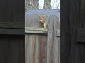 12 31 2025 Squirrel Eating Peanut Jumps In Tree Video1