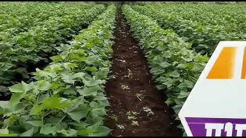 Prabhat Seeds New Hybrid RAY-888