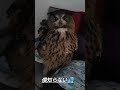 【フクロウ】犯人はどなた？ #shorts