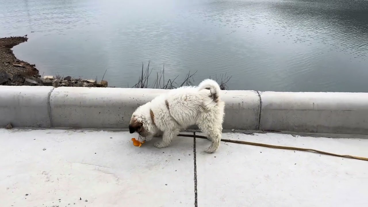 1️⃣6️⃣6️⃣ Walking A Dog 🦮 Puppy Along The Lake 