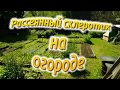 Рассеянный склеротик на огороде