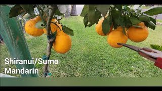 SHIRANUI/SUMO Mandarin and Owari Satsuma Mandarin...which do l prefer?