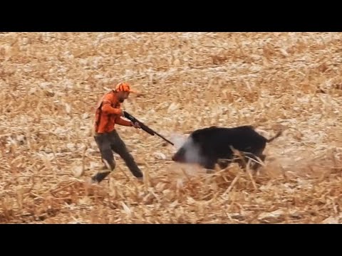 TOP WILD BOAR ATTACKS - YAKIN TEMAS DOMUZ SALDIRILARI