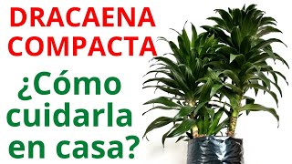 DRACAENA COMPACTA, ¿CÓMO CUIDARLA?