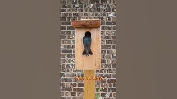 Tree swallow | DIY birdhouse #birds #birdwatching #birdlovers #wildlife #nature #naturephotography