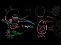 Retrovirus | Khan Academy en Español