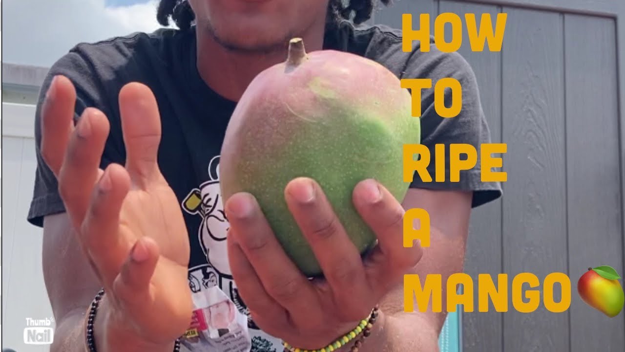 How To Ripe A Premature Mango - YouTube