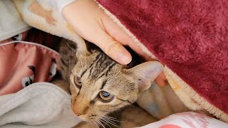 子猫に「寝るよ～？」って言ったらこうなりました！