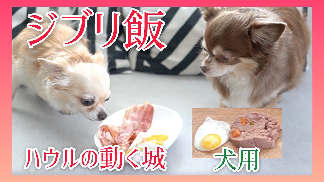 ジブリ飯 超簡単 ハウルの朝食を犬も食べれるように作ったら大好評だった チワワのメロとミルク チワワの多頭飼い Youtube