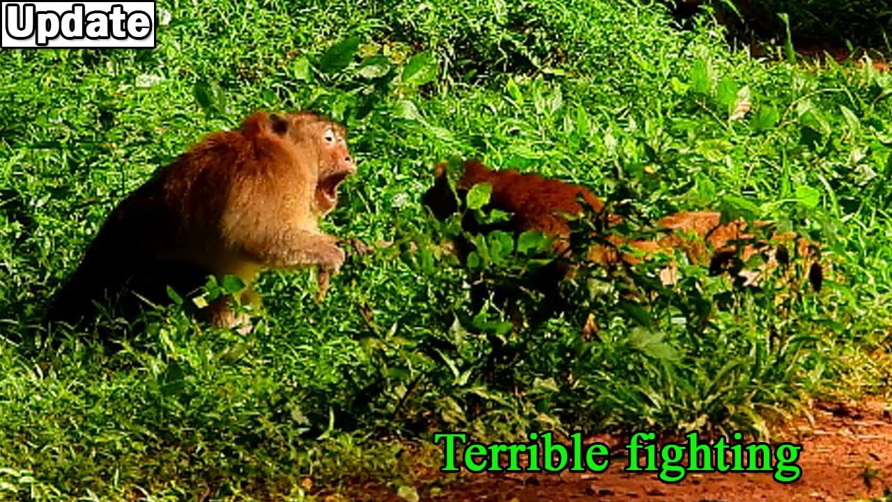 Terrible fighting! Monkey Daisy, April try attacking Big monkey Asus for help save monkey Spring