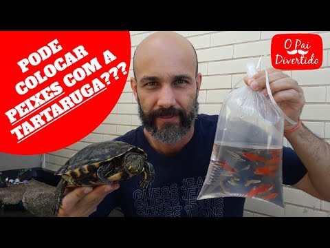 Vídeo: As tartarugas podem comer peixinhos?