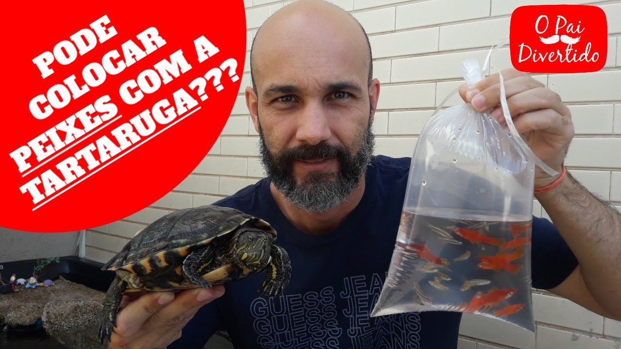 PODE COLOCAR PEIXES COM A TARTARUGA????