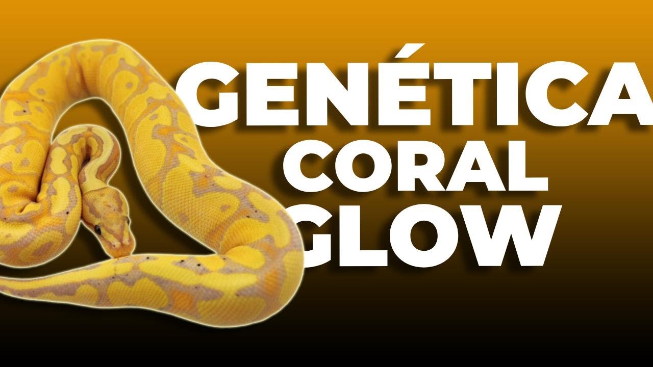 Coral Glow, ¿Un gen ligado al cromosoma X? | AFSAND R.