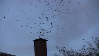 Vauxs Swifts visit the Courtenay, B.C. Museum Chimney