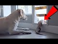 Labrador Watches Lizard Use Dog Door..