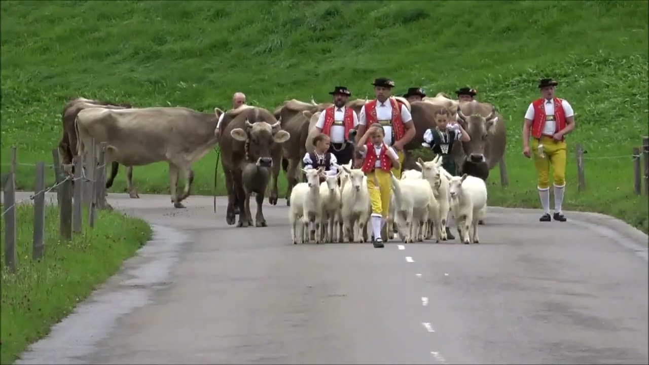 Bommen Alpabfahrt 09 September 2025 oder eifach öberifahrä durch Appenzell          satellitenpaul