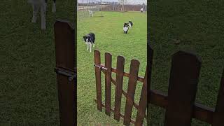 Download Lagu Nhâtalino si è arrabbiato 😂😂❤️ #bordercollie #shetland #addestramentocani #pets MP3