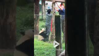 Mischievous panda keeps biting zookeeper's trousers || Viral Video UK