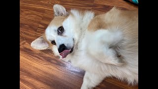 How To Convince Your Significant Other To Adopt More Pets (Featuring Finn the Foster Corgi) by The Stumpy Brigade 196 views 1 year ago 8 minutes, 26 seconds