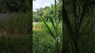 mancing seru dibawah jembatan galuga