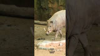 Los colmillos de los Babirusas.    #viral #video #youtube #animales #fypシ #fy #videoshort