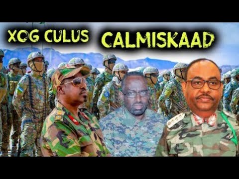 Trannies civcivlarini koring