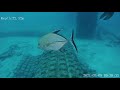 BOV Bahamas