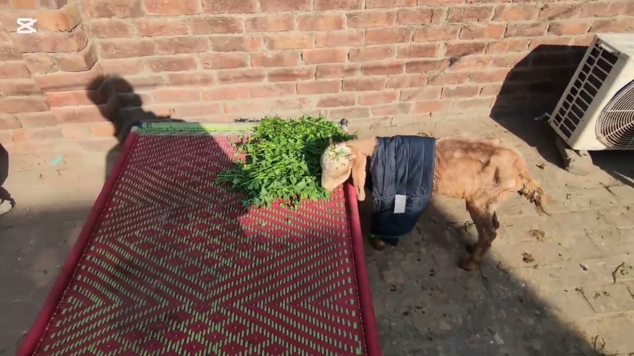 lahore main janwar choto aj pir nai uth paya