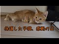衰弱して動けなかった保護猫が覚醒した日