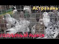 Голубиный рынок в Астрахани 9.05.21г