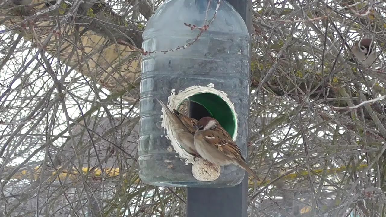А теперь синицы и немного воробьёв.