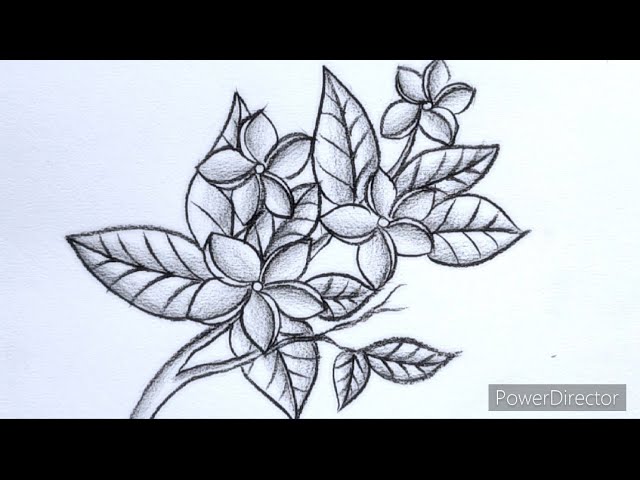 Jasmine Flower Drawing