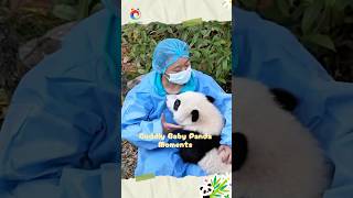 No one can resist a soft & fuzzy little panda!2026—head to Sichuan for your panda rendezvous|Sichuan screenshot 2