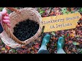 🍂Blackberry Picking in Ireland | Autumn Vibes 🍁