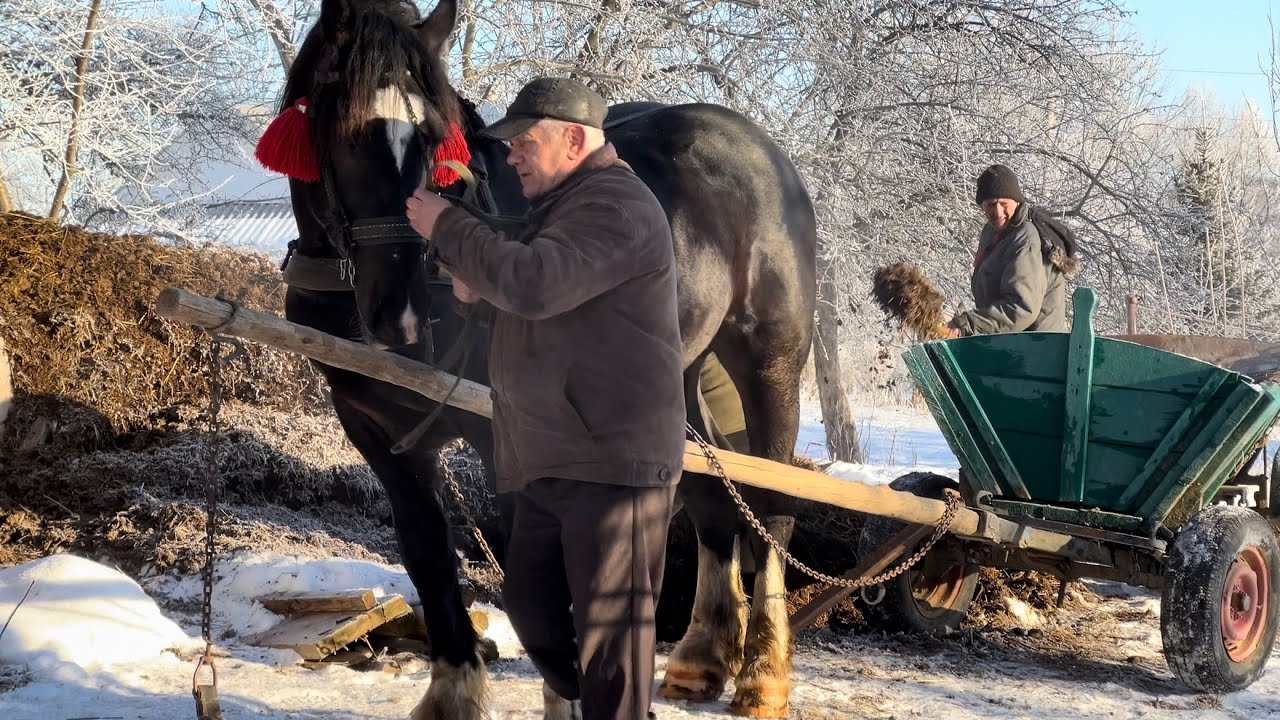 ЖЕРЕБЕЦЬ ФРАНЦУЗ СИН ПЕРШЕРОНА ГЕРМЕСА/ проба в фірі і не тільки. 