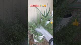 Download Lagu #sabila #romero #lenguadesuegra 👍🥰🙏🪴🪴 MP3