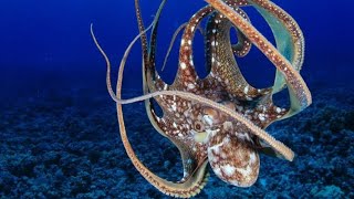 Octopus Intelligence and Adaptability  The Cutest Creature in the Deep Sea