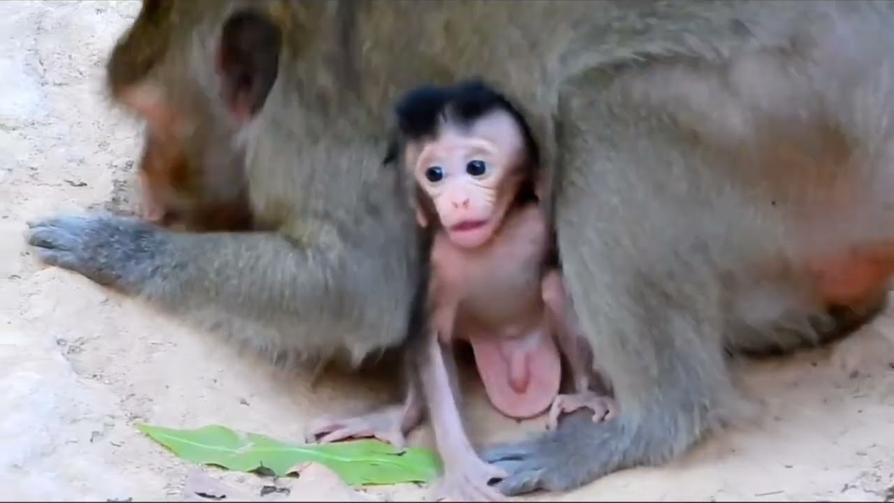 Betapa lucunya reaksi bayi monyet saat menyambut ibunya