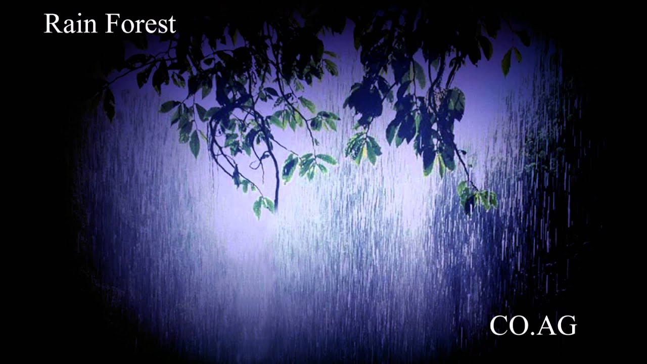 Watch One Hour Of Ambient Sound - Rain Forest Crickets on YouTube Watch One Hour Of Ambient Sound - Rain Forest Crickets on YouTube