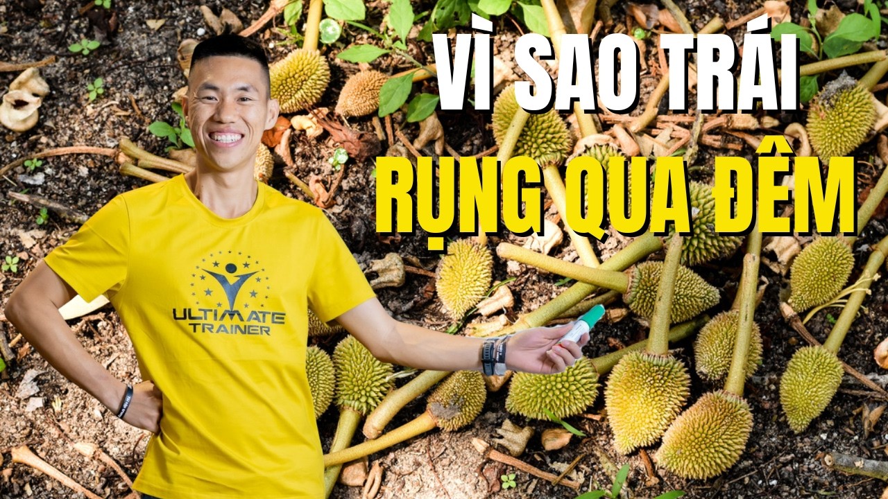 Hầu hết nông dân không biết điều này nên là khóc ròng vì tháo khớp sầu riêng | Phạm Đức Thiện