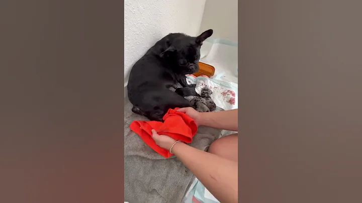 Frenchie giving child birth !! No AI !! No c-section !! Must see !! BEAUTIFUL PUPPIES #explore - DayDayNews