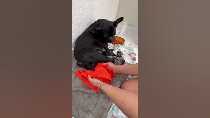 Frenchie giving child birth !! No AI !! No c-section !! Must see !! BEAUTIFUL PUPPIES #explore