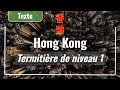 Hongkong  termitire de niveau 1