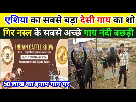 एशिया का सबसे बड़ा देसी गाय का Indian Cattle Show। Gir gaay aur kakrej gaay । सबसे अच्छे नदी बछड़ी