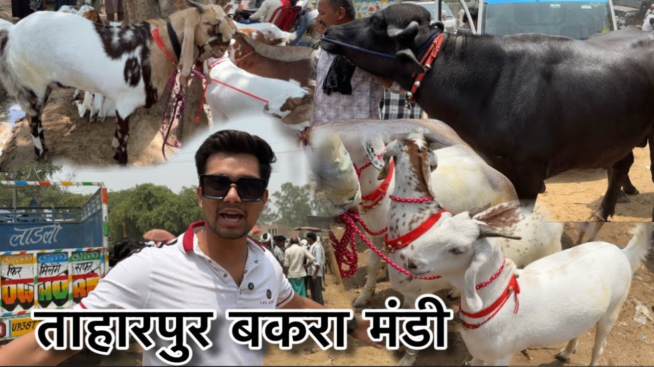 Taharpur bakra mandi 22/5/2025 bohot mangai hai || @Bull vlog